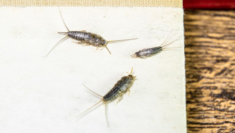 Silverfish Control Services in Lahore