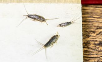 Silverfish-Treatment-Services-in-Lahore