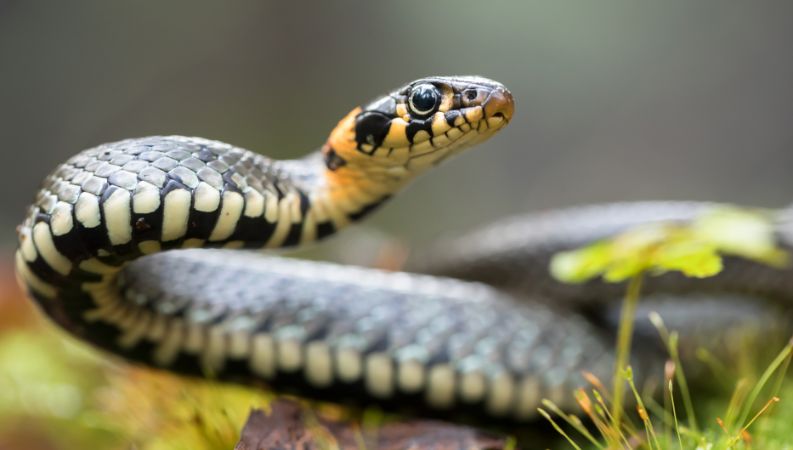 Snake Control Services in Lahore
