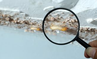 Termite-Proofing-Services-in-Lahore