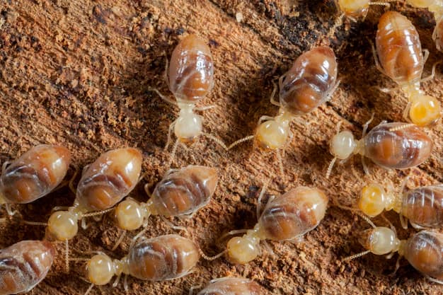 Flying Termites: Control Your Home Offices in Lahore, Punjab